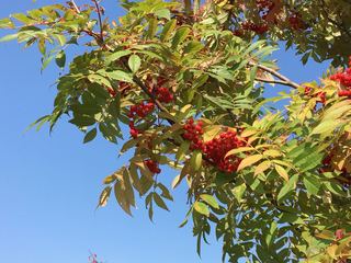 IMG_5026.jpg