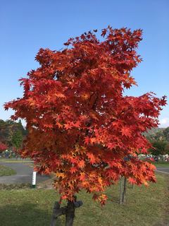 IMG_5031.jpg